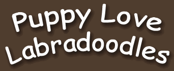 Puppy Love Labradoodles - Labradoodle BC