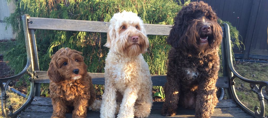 Labradoodle Puppy BC