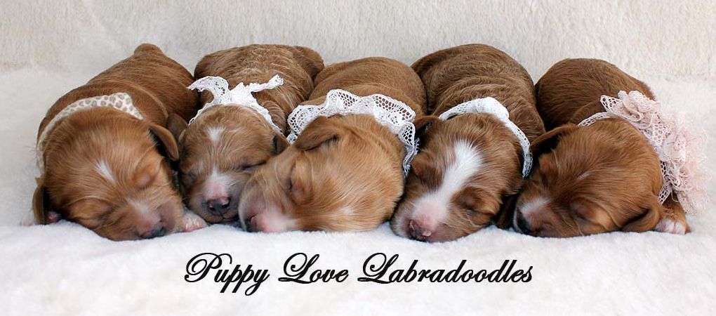 Australian Labradoodles Breeder BC